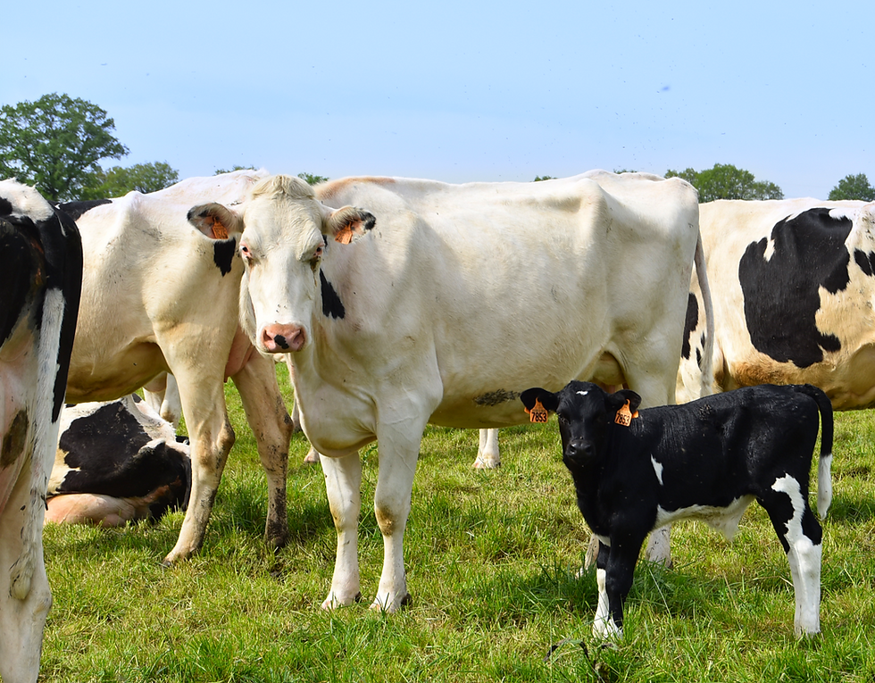 vache-veau-champ_edited_edited.png