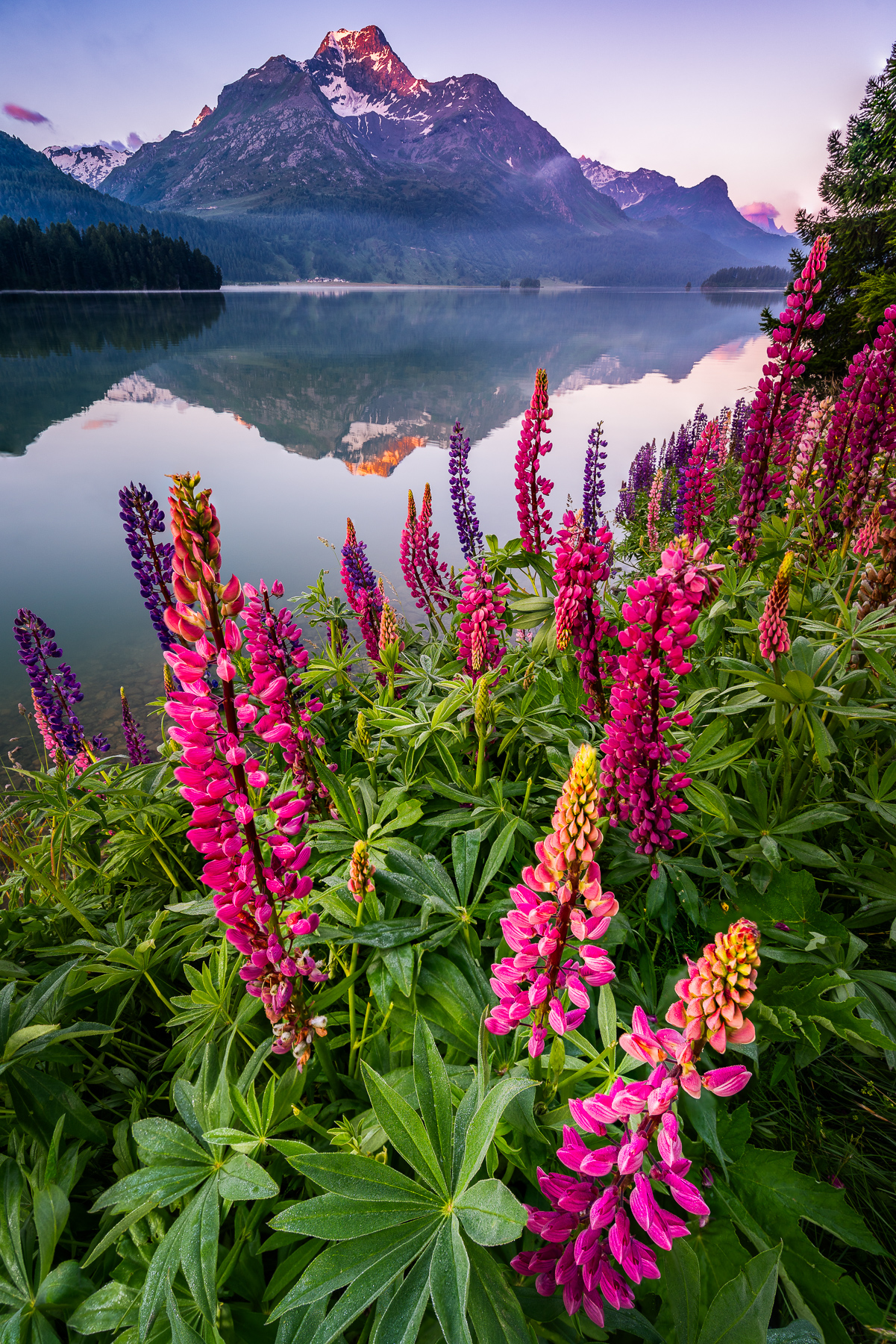 Lupinen am Silsersee im Engadin