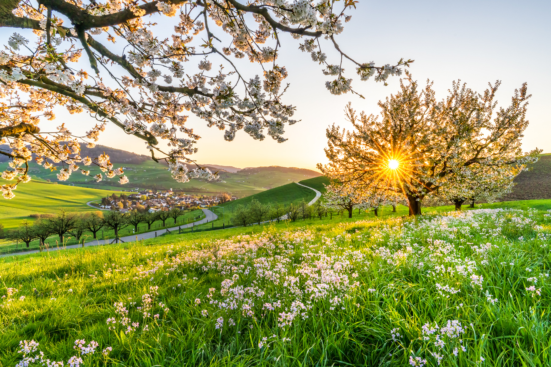Kirschblüten blühen mit Wiese im Vordergrund und im Hintergrund Arisdorf bei Sonnenuntergang. Bluescht. SRF Meteo Bild
