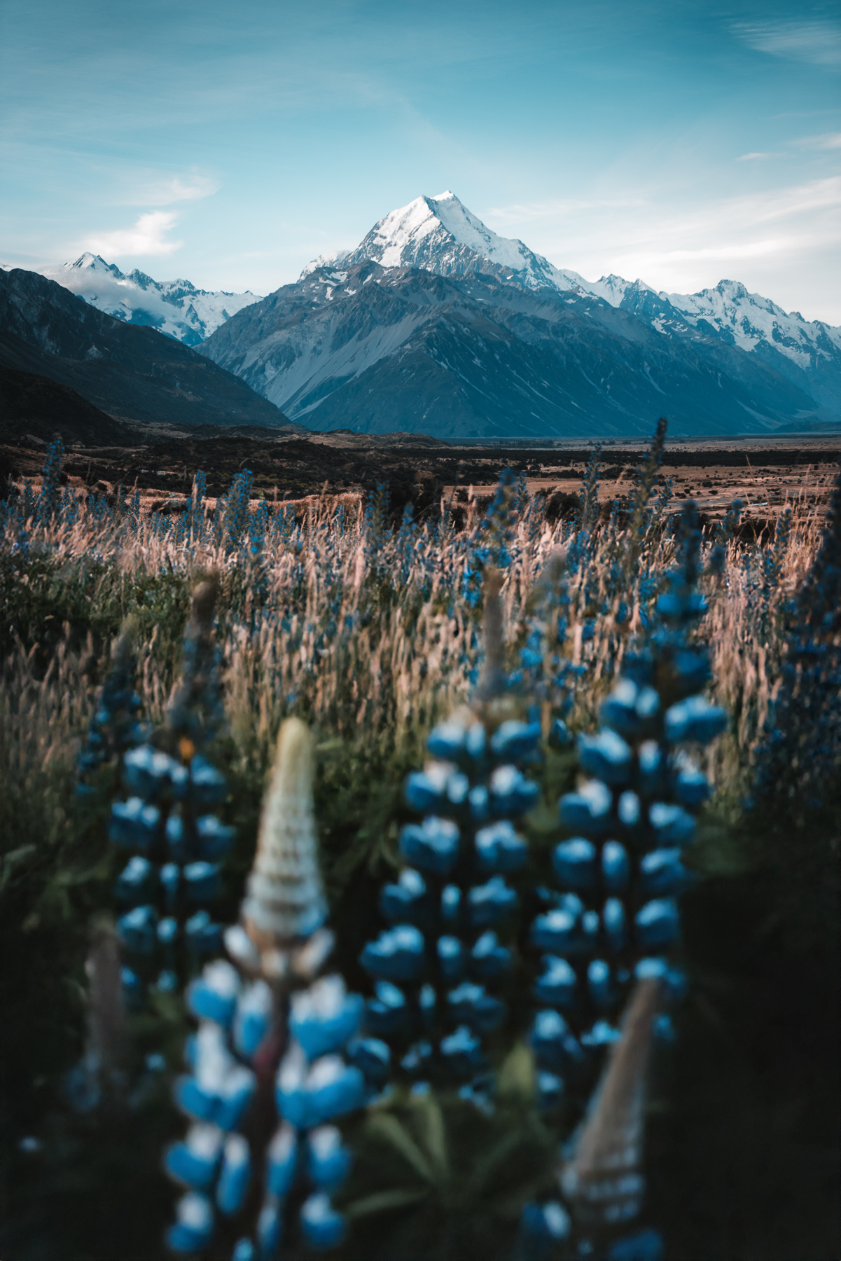 Mt. Cook Newzealand whit flowers