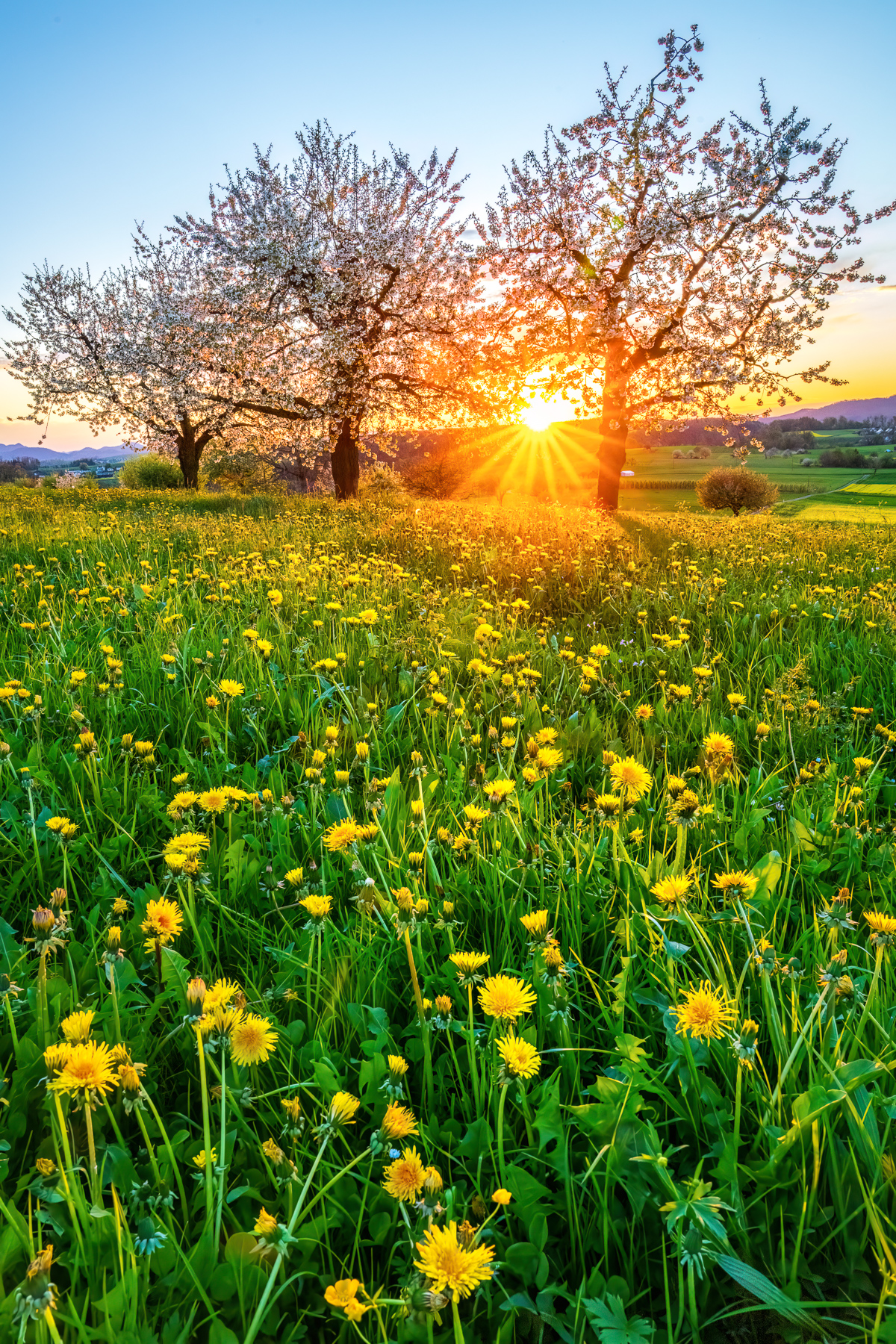 Blühende Kirschblüten bei Sonnenuntergang in Wenslingen Baselland im Frühling. Bluescht.