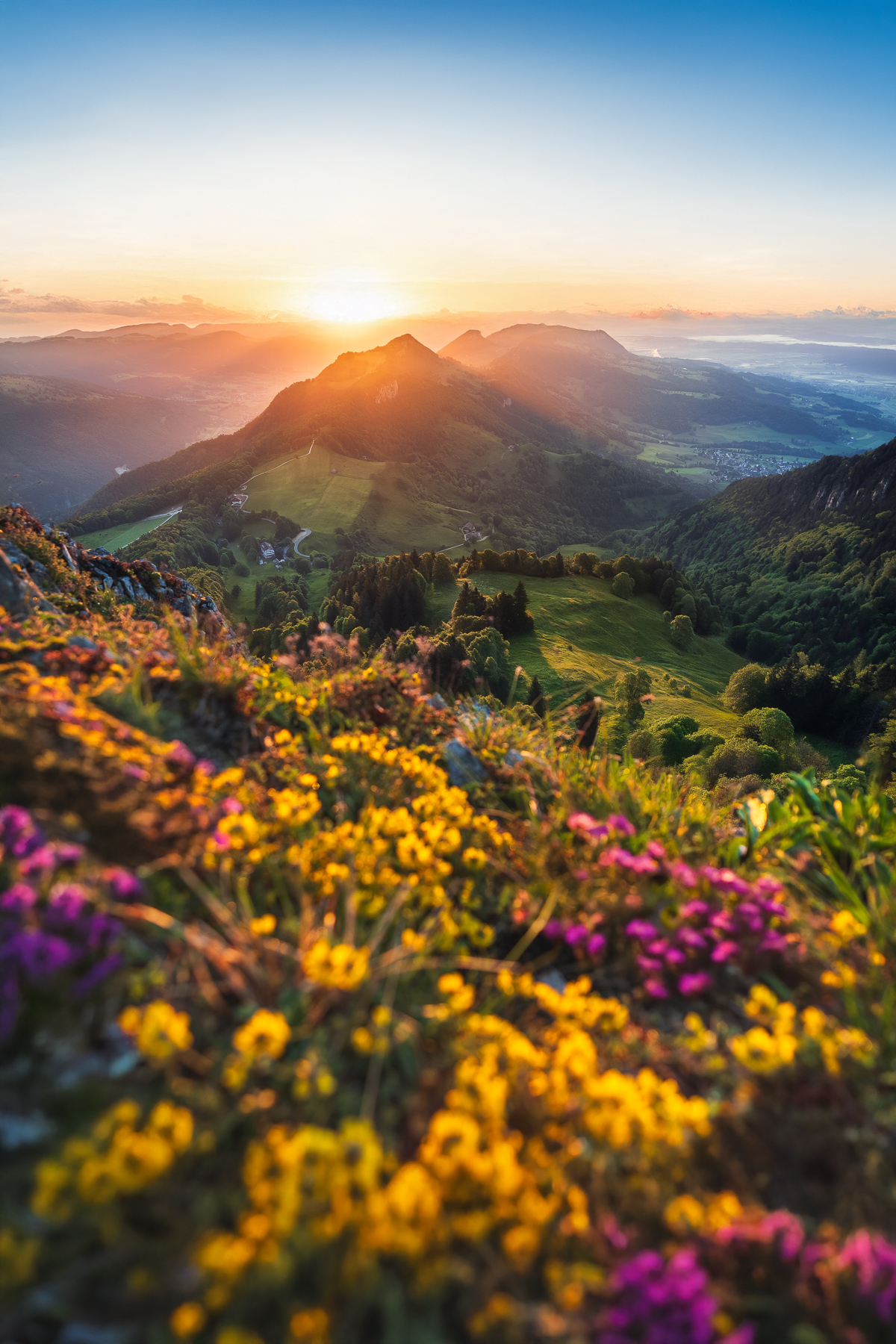 Frühling Sonnenaufgang mit Blumen im Vordergrund