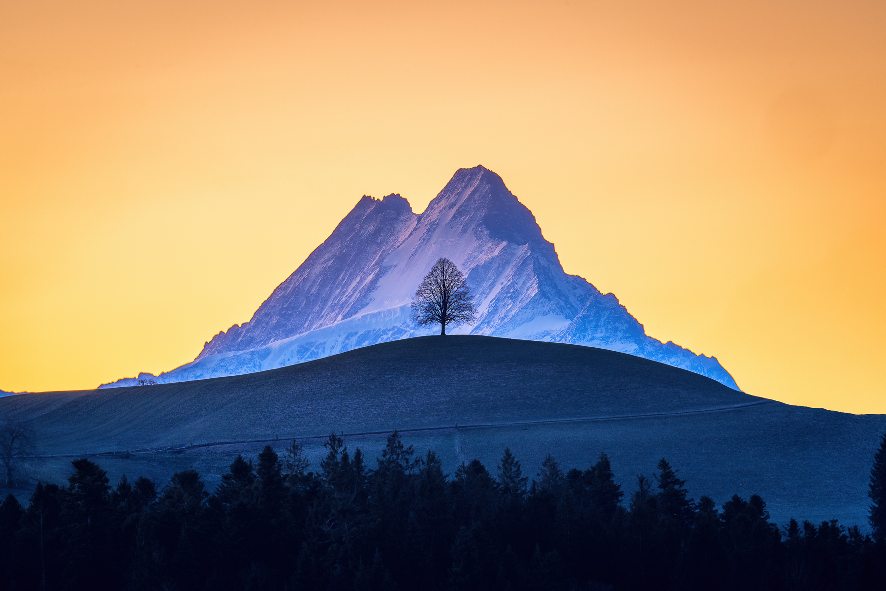 Einsame Linde im Emmental vor dem Schreckhorn bei Sonnenaufgang