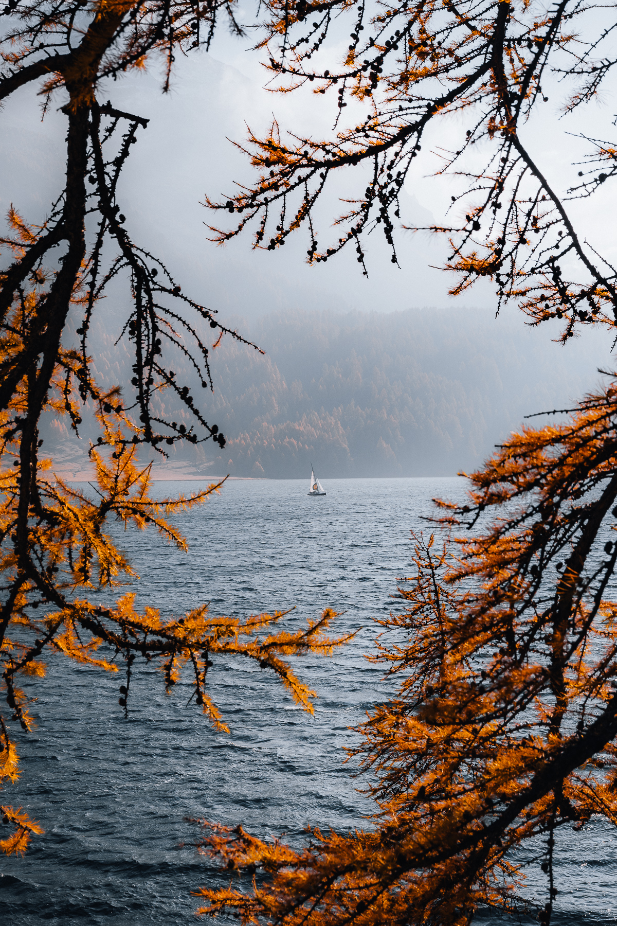 Engadin im Herbst, Indian Summer, Silsersee