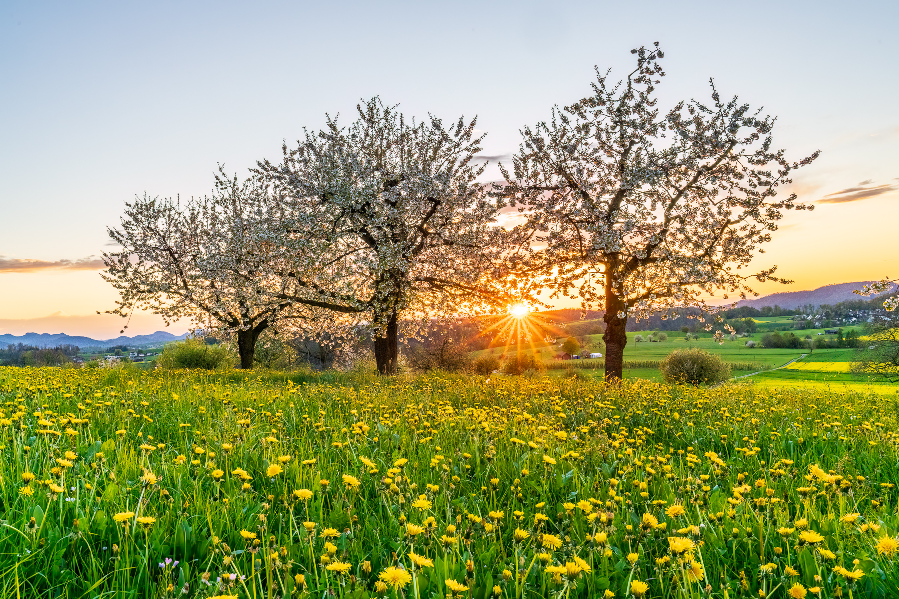 Blühende Kirschblüten bei Sonnenuntergang in Wenslingen Baselland im Frühling. Bluescht.