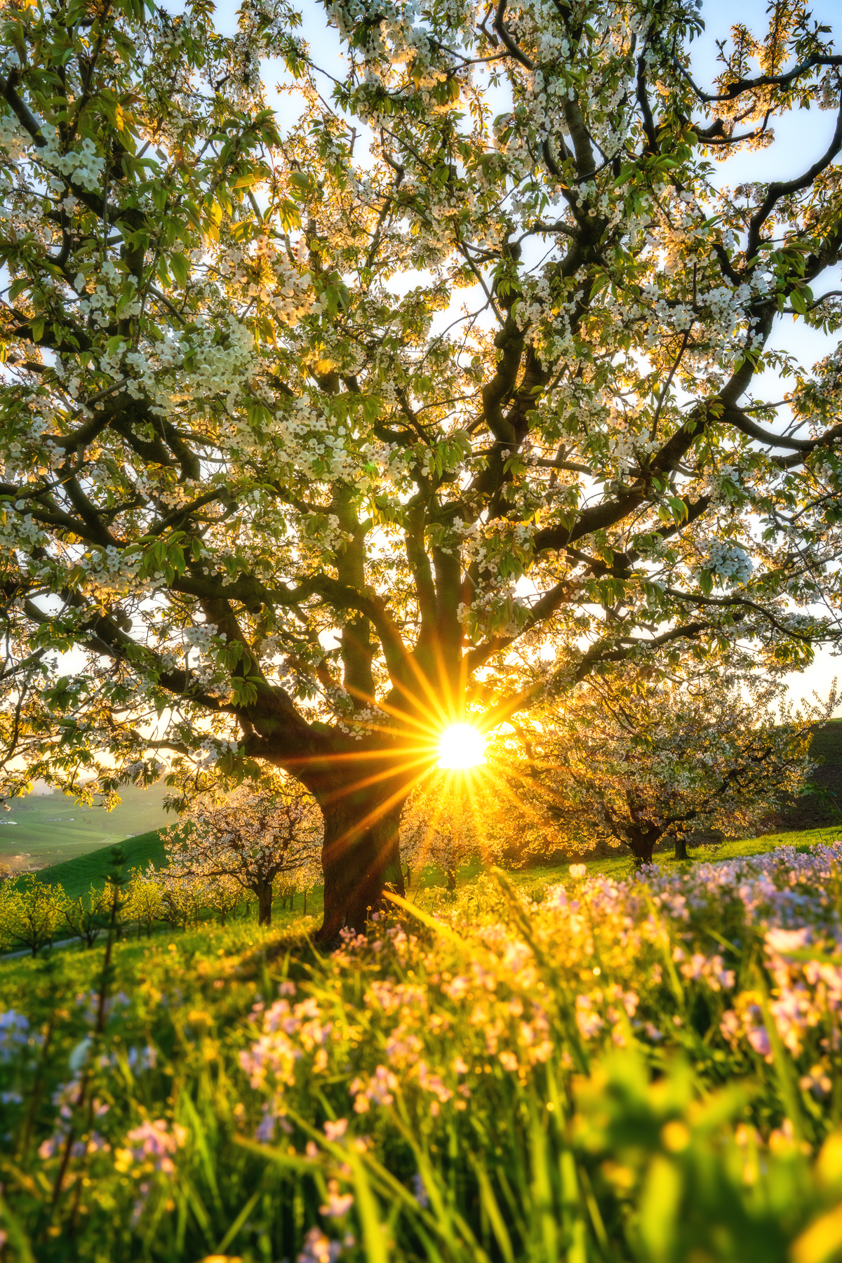Blühende Kirschbäume bei Sonnenuntergang im Frühling. Bluescht