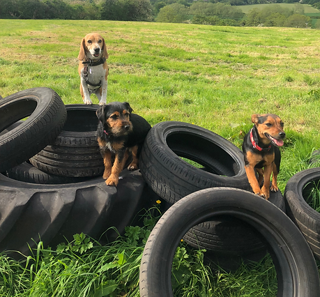 Cottons Doggy Day Care, Holmes Chapel, Crewe, UK