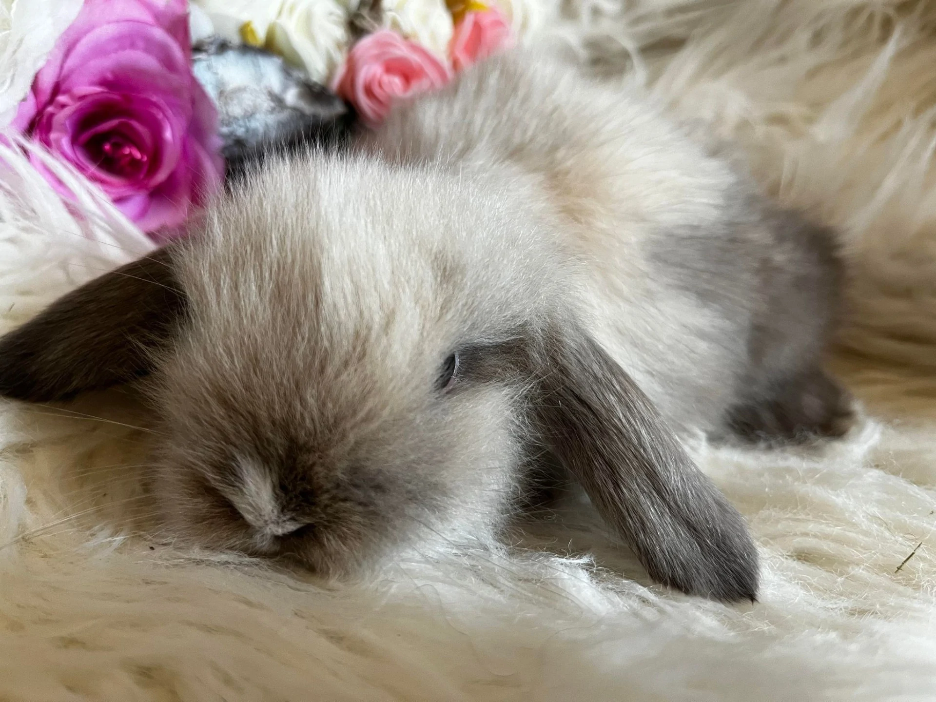 Teddy Lop pequeño siamés