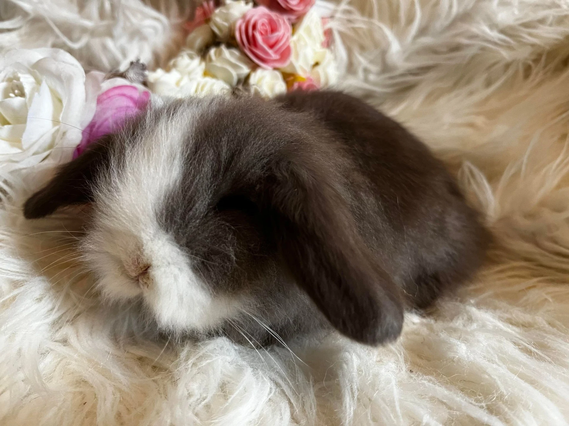 Gazapo Teddy Lop con máscara blanca