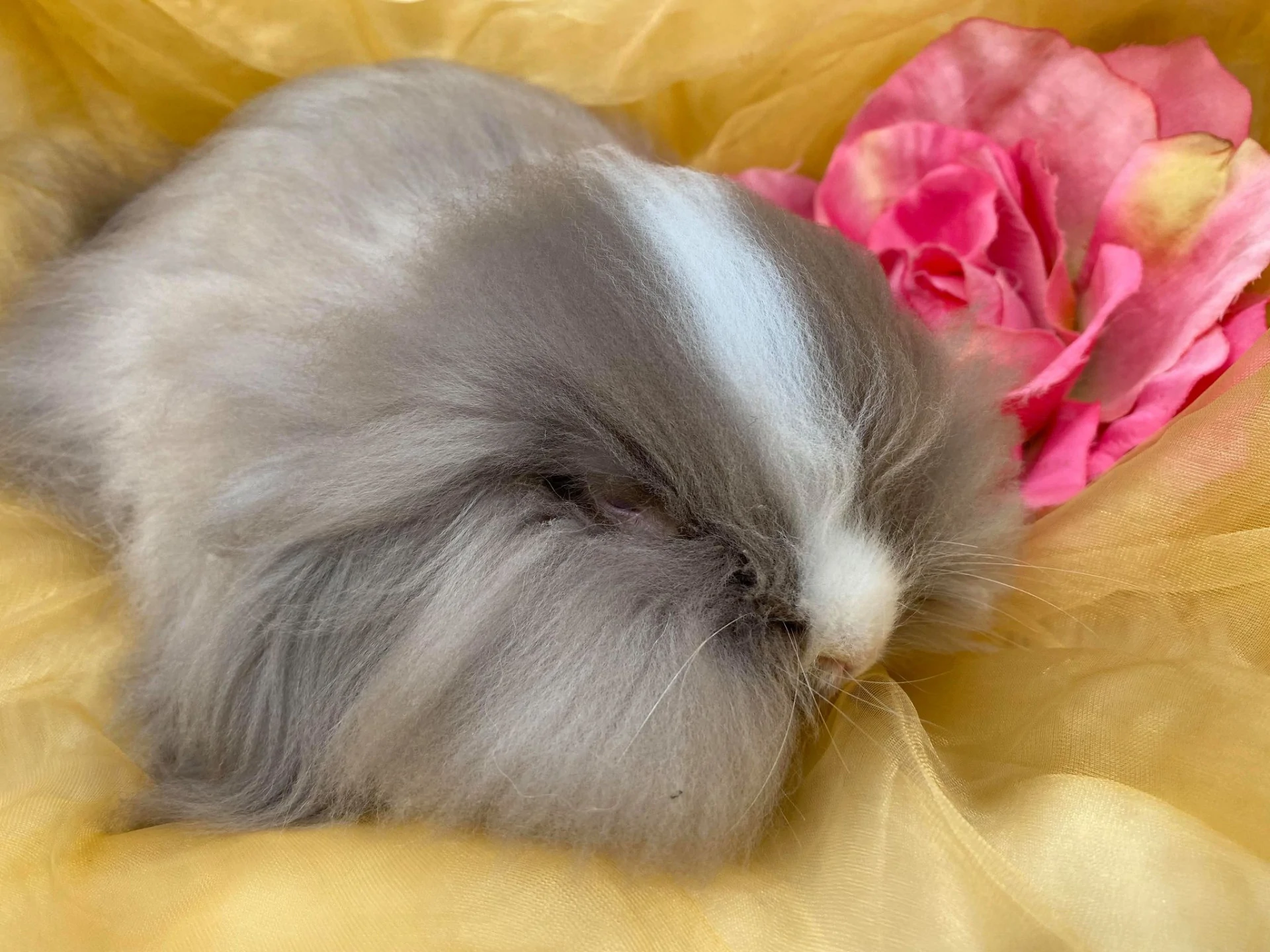 Teddy Lop adulto marrón
