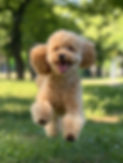 Toy Poodle running on the clean grass