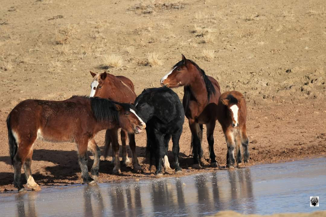 Wild Horses of the McCullough Peaks 