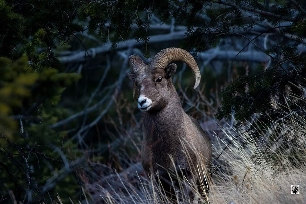 Thumbnail: Rocky Mtn Big Horn Sheep 