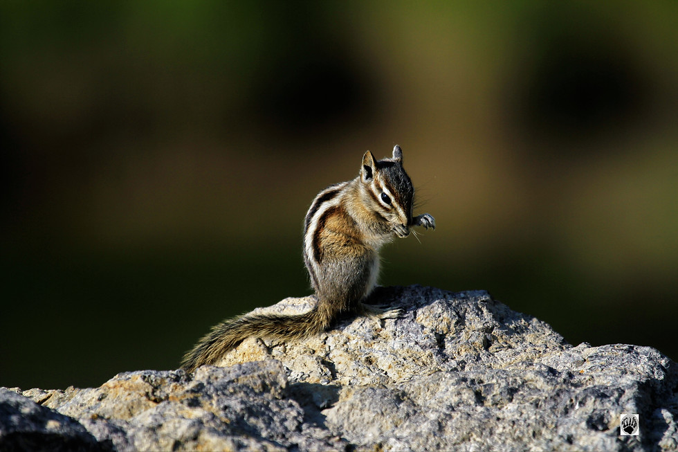 Thumbnail: Images for sale