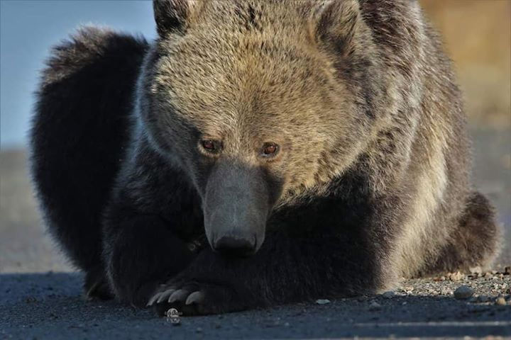 Thumbnail: Wildlife prints on Canvas 16x20 for $50.00 plus shipping