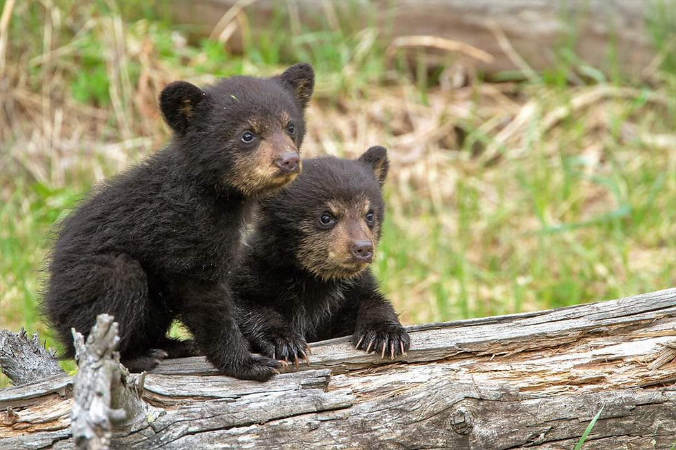 Thumbnail: Black Bears N Coys of Yellowstone 