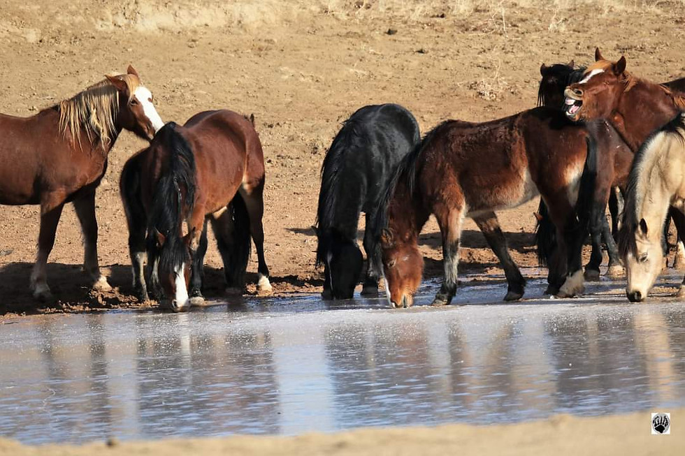 Thumbnail: Wild Horses of the McCullough Peaks 
