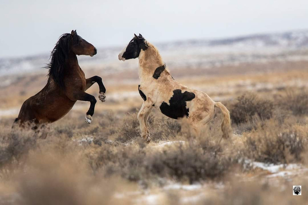 Thumbnail: Wild Horses of the McCullough Peaks 