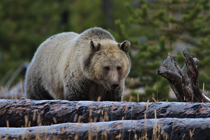 Thumbnail: Grizzly Yellowstone Ecosystem