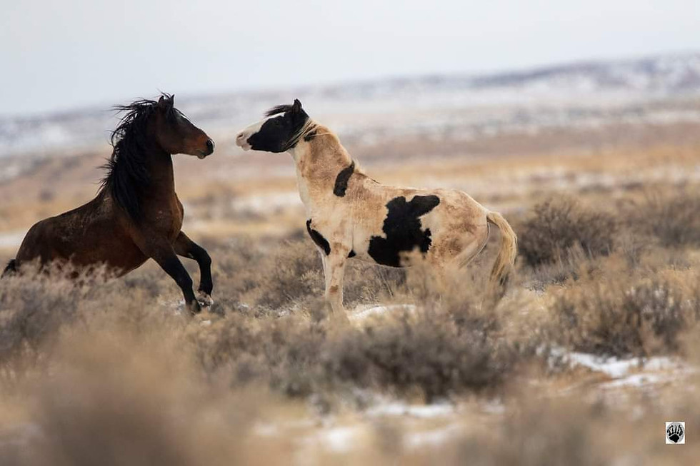 Thumbnail: Wild Horses of the McCullough Peaks 