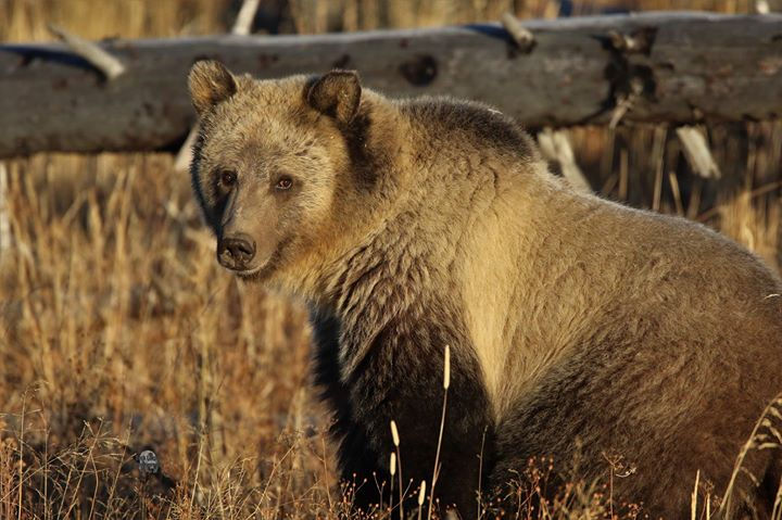 Thumbnail: Wildlife prints on Canvas 16x20 for $50.00 plus shipping
