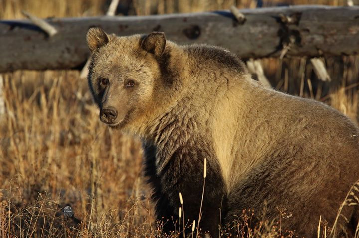 Thumbnail: Grizzly Yellowstone Ecosystem