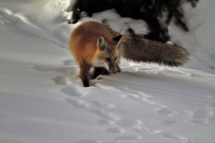 Thumbnail: Wildlife prints on Canvas 16x20 for $50.00 plus shipping
