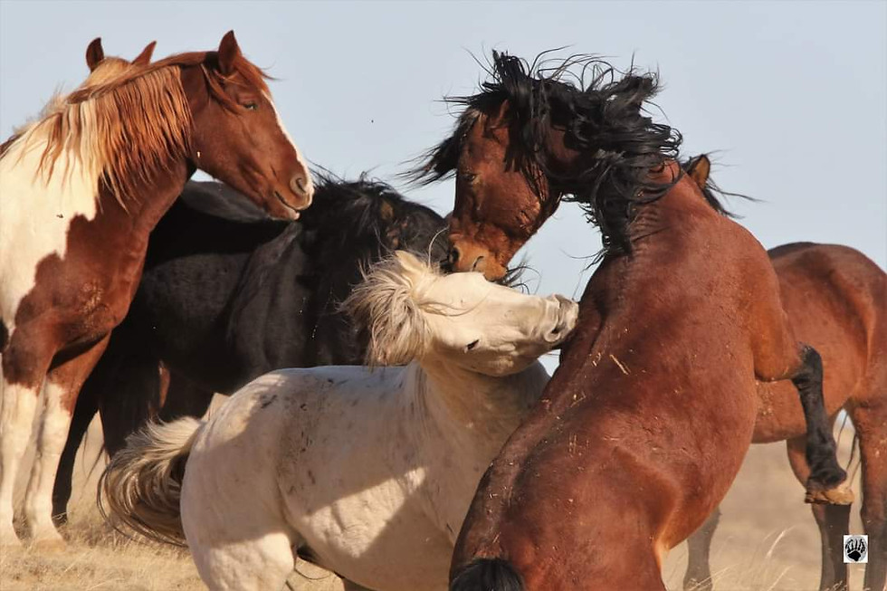 Thumbnail: Wild Horses of the McCullough Peaks 