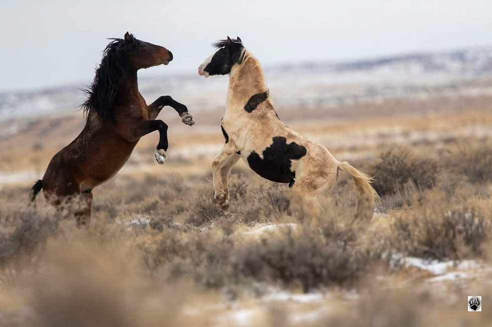 Thumbnail: Wild Horses of the McCullough Peaks 