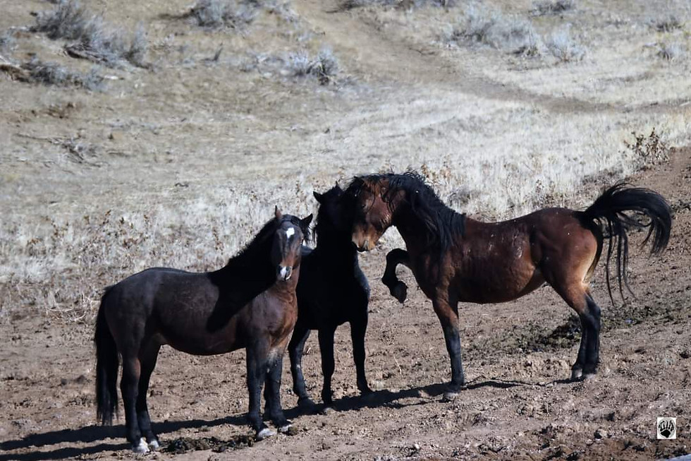Thumbnail: Wild Horses of the McCullough Peaks 