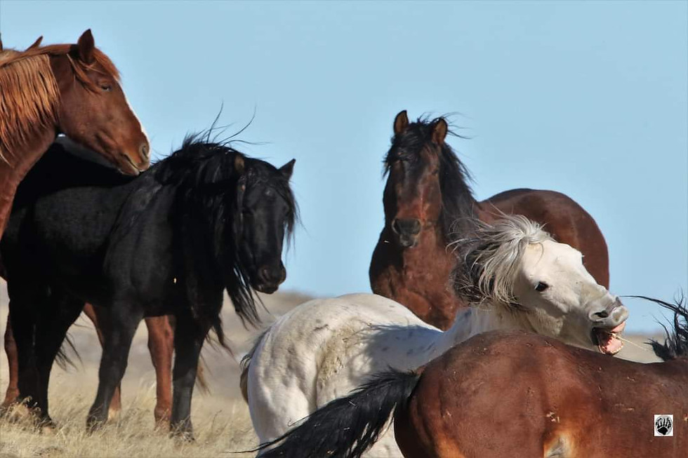 Thumbnail: Wild Horses of the McCullough Peaks 