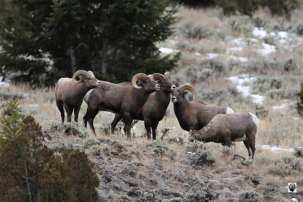 Thumbnail: Rocky Mtn Big Horn Sheep 