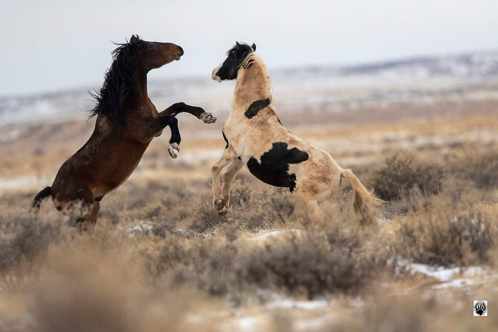 Thumbnail: Wild Horses of the McCullough Peaks 
