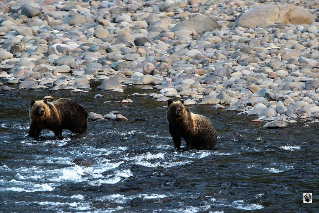 Grizzlies on the North Fork