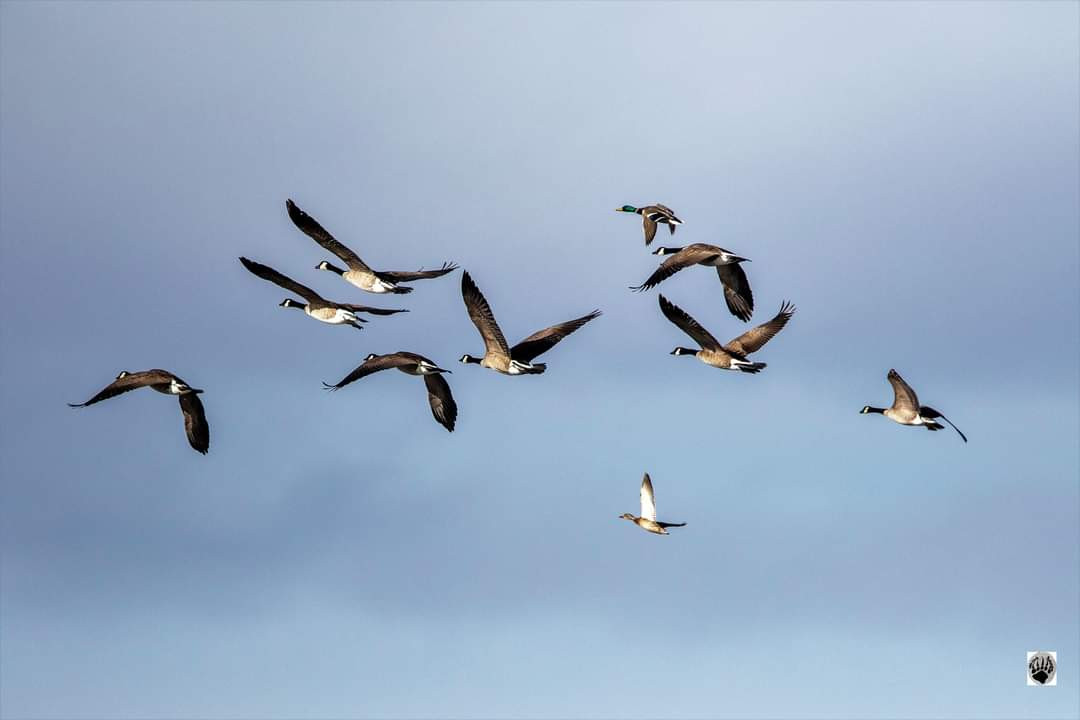 Waterfowl in Flight