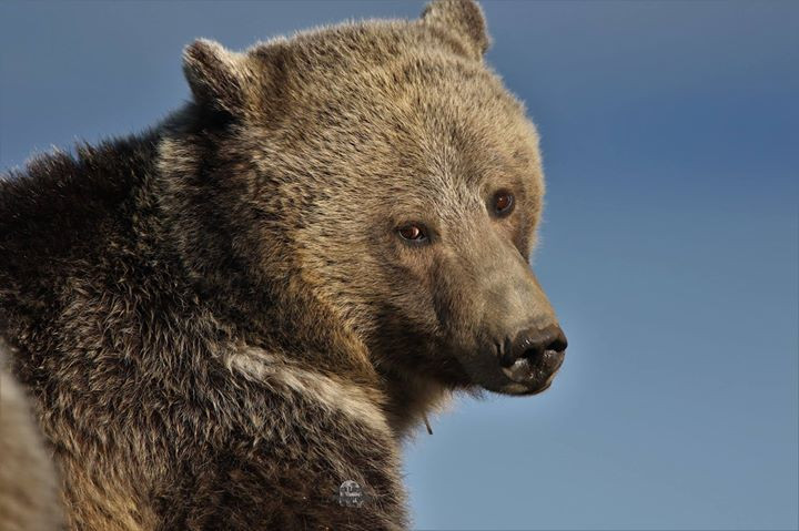 Thumbnail: Sow Grizzly Yellowstone National Park