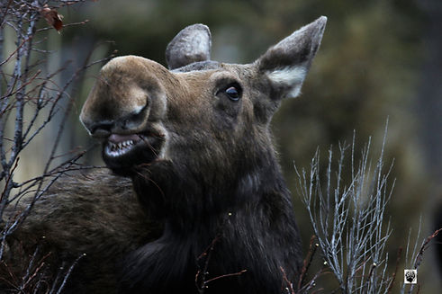 moose monday 4.jpg