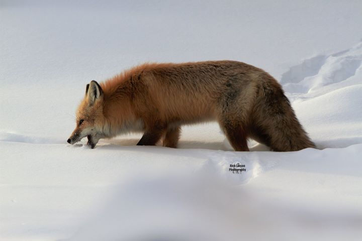 Thumbnail: Wildlife prints on Canvas 16x20 for $50.00 plus shipping