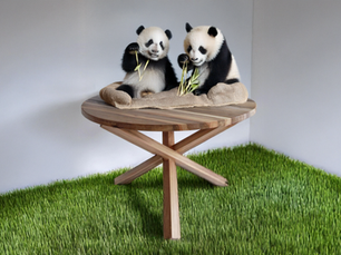 Dos pandas sentados sobre una mesa de tres patas, comiendo hojas de bambú en un espacio cerrado con piso de pasto artificial.