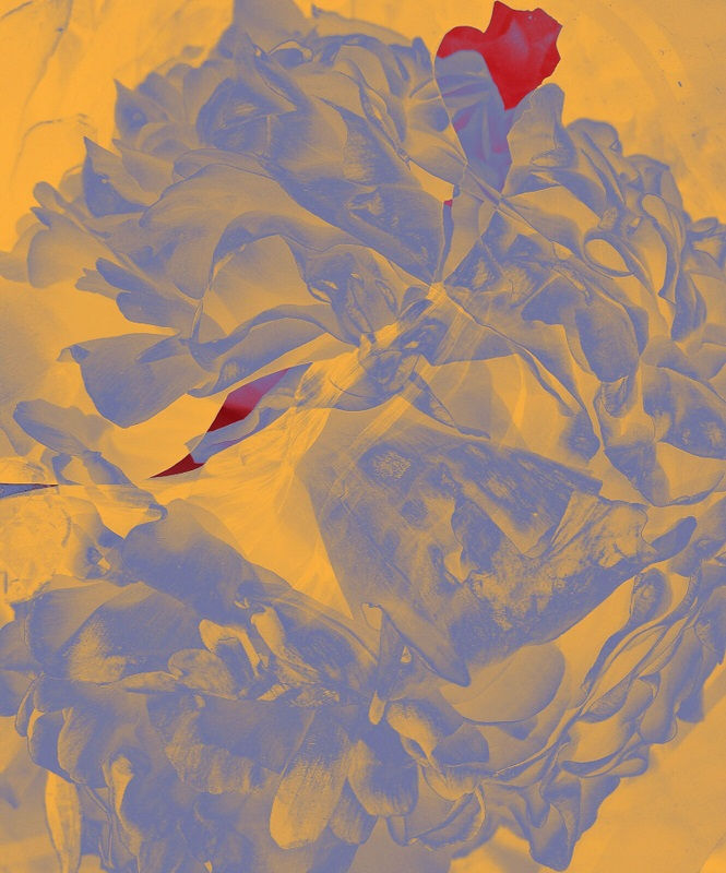 Miniatura: Peonies III