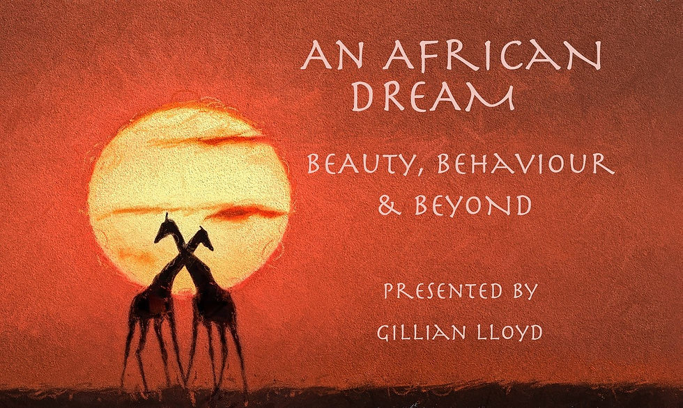 An African Dream poster