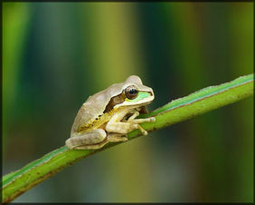 Frog in Costa Rica
