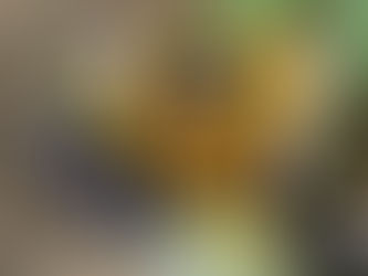 Abeilles et papillons