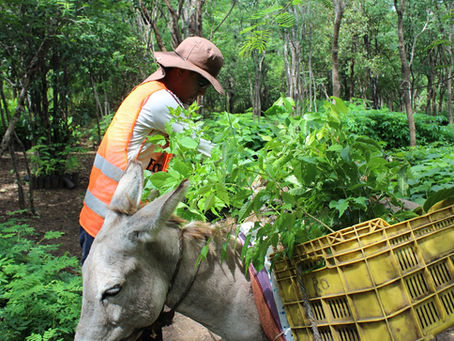 La Guajira es reforestada con 175.000 árboles