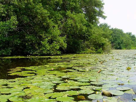 Debe primar el cuidado por el medio ambiente para que Barranquilla sea una biodiverciudad