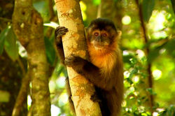 Maracá - Jipioca / Macaco-prego
