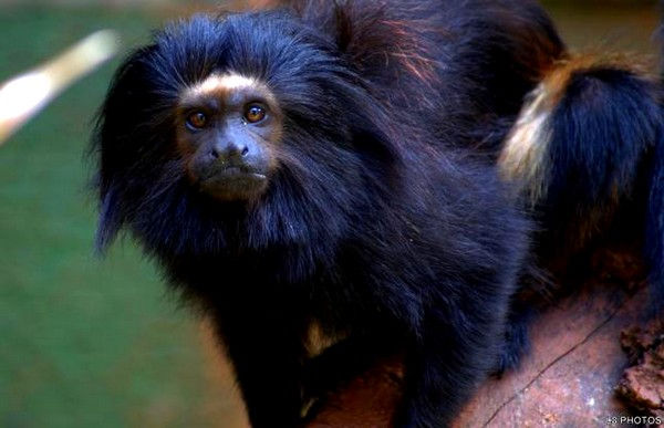 mico-leão-preto