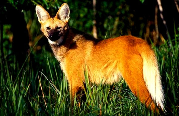 Lobo Guará