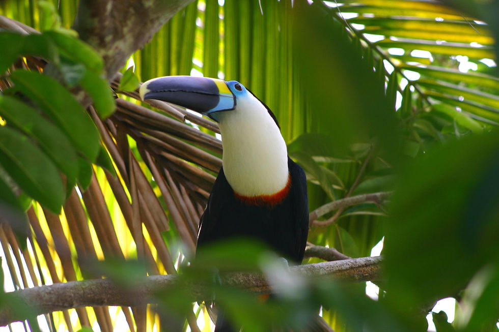 Tucano