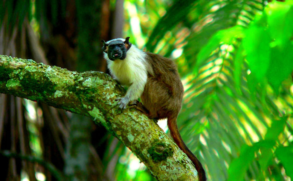 Sauim-de-coleira (Saguinus bicolor)